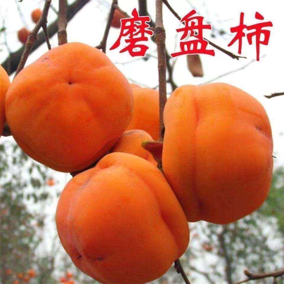 新品种特大磨盘柿子树苗脆甜柿苗正宗嫁接柿子树苗果树苗当年结果