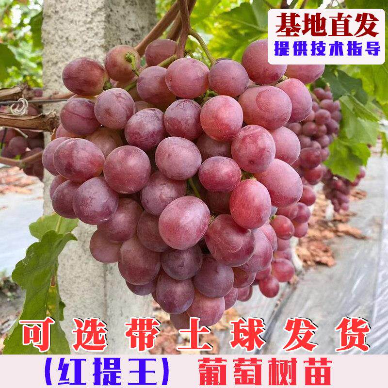 嫁接红提王葡萄树苗晚熟无籽红提葡萄苗无核提子果苗庭院盆栽地栽