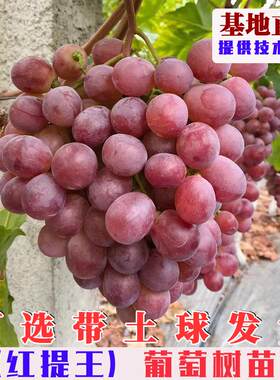 嫁接红提王葡萄树苗晚熟