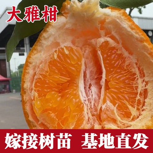大雅柑桔子树苗盆栽嫁接