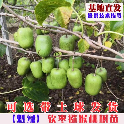 嫁接魁绿软枣猕猴桃树果