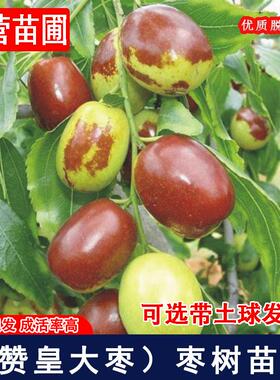 嫁接赞皇大枣树苗特大红枣苗树南方北方庭院果树枣树活苗当年结果