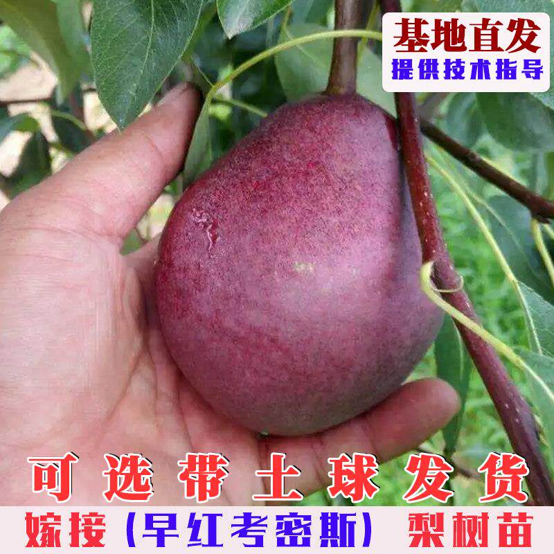 早红考密斯梨树果苗嫁接全红梨树苗脆甜西洋梨南北方庭院盆栽地栽