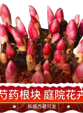重瓣芍药花苗种芍药根块浓香型花卉勺药花老桩花卉大全庭院盆栽