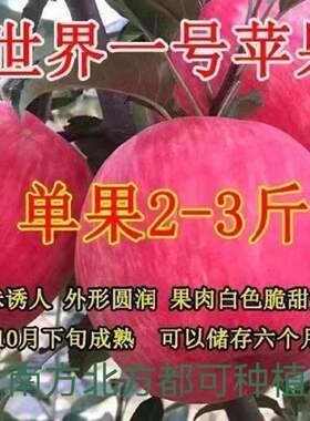 嫁接世界一号苹果树苗新