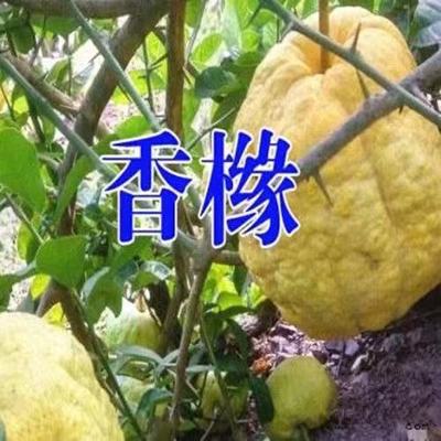 香橼树苗香橼苗香泡树柚子苗南北方种植盆栽地栽果树苗当年结果