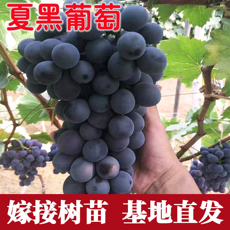 夏黑葡萄苗爬藤耐寒果树苗果树苗木盆栽地栽种植葡萄树苗当年结果