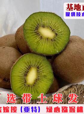 亚特猕猴桃树果苗嫁接哑