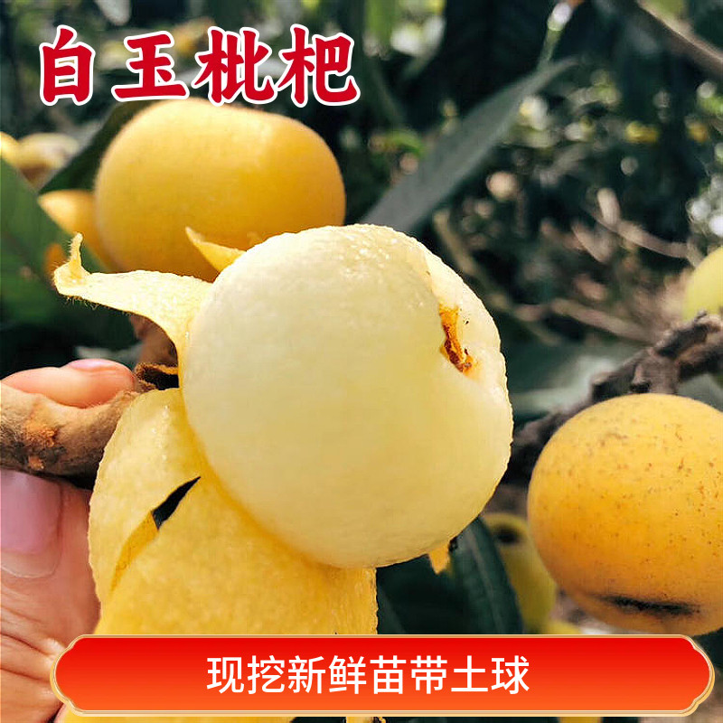 白玉枇杷树果苗特大果盆图片