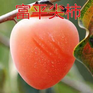 富平尖柿子树苗嫁接可做柿饼盆栽地栽南北方种植当年结果果树苗