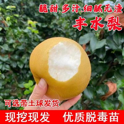 嫁接梨树果苗特大脆甜丰水梨树苗秋月梨苗盆栽庭院地栽南北方种植