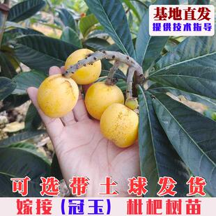 嫁接冠玉枇杷树苗特大晚熟白沙枇杷树果苗南方北方庭院盆栽地栽苗