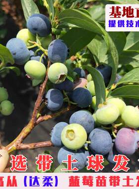 达柔蓝莓树果苗北高从南