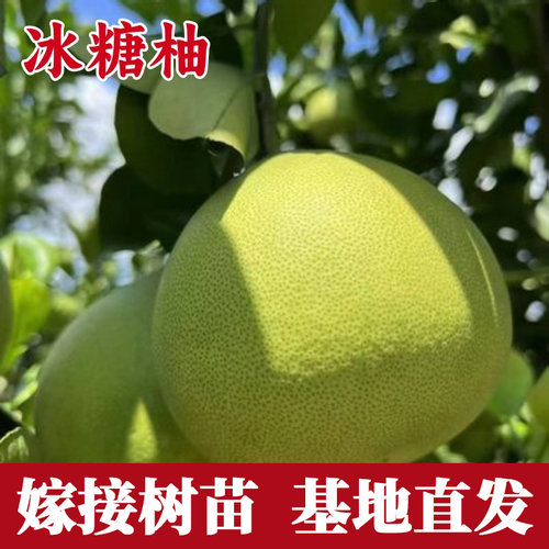 冰糖柚子树苗嫁接苗盆栽