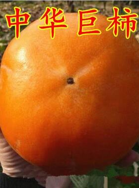 中华大巨柿树苗嫁接新品