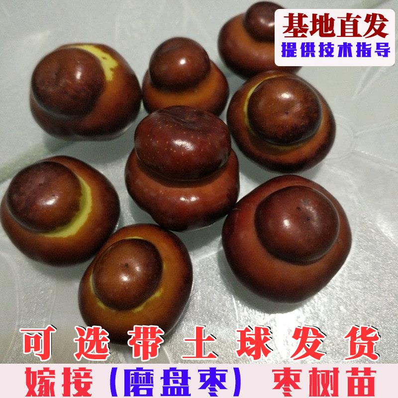 嫁接磨盘枣树苗特大脆甜大红枣树活苗果树苗木庭院盆栽地栽枣子苗