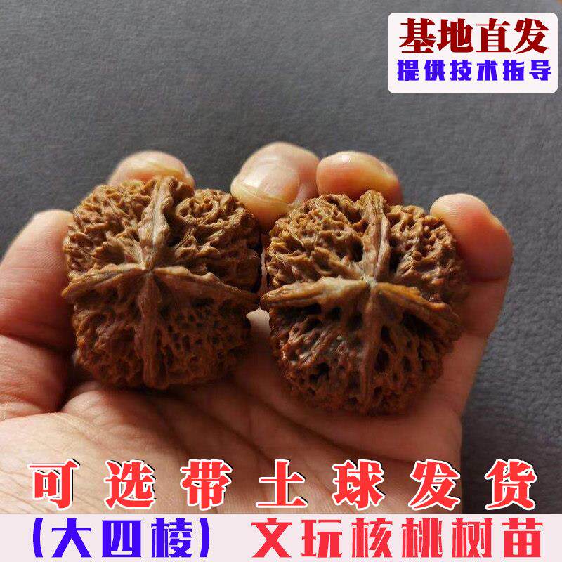嫁接四棱文玩铁核桃树苗特大把玩磨盘狮子头麻核桃树果苗当年结果