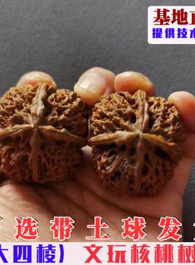 嫁接四棱文玩铁核桃树苗