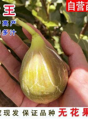 女王无花果树苗Princesa无花果苗盆栽地栽南方北方种植当年结果苗