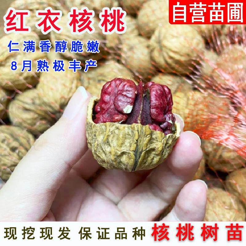 核桃树果苗嫁接美国红衣核桃树苗红肉紫京纸皮核桃苗北方盆栽地栽