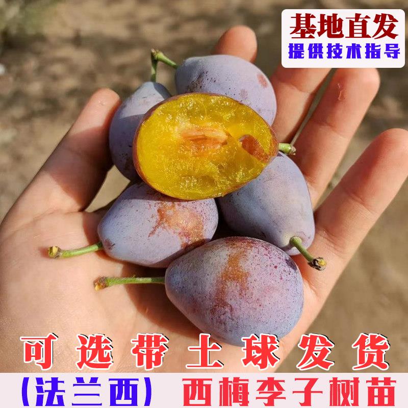 法兰西西梅树苗嫁接脆甜西梅李子树果苗果树苗木庭院盆栽地栽果树