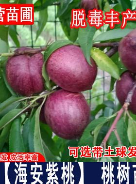 嫁接如皋海安紫桃苗紫油桃苗红肉酸甜血桃树盆栽地栽果树当年结果