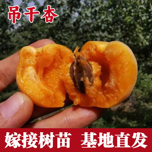 吊干杏苗嫁接南北方阳台