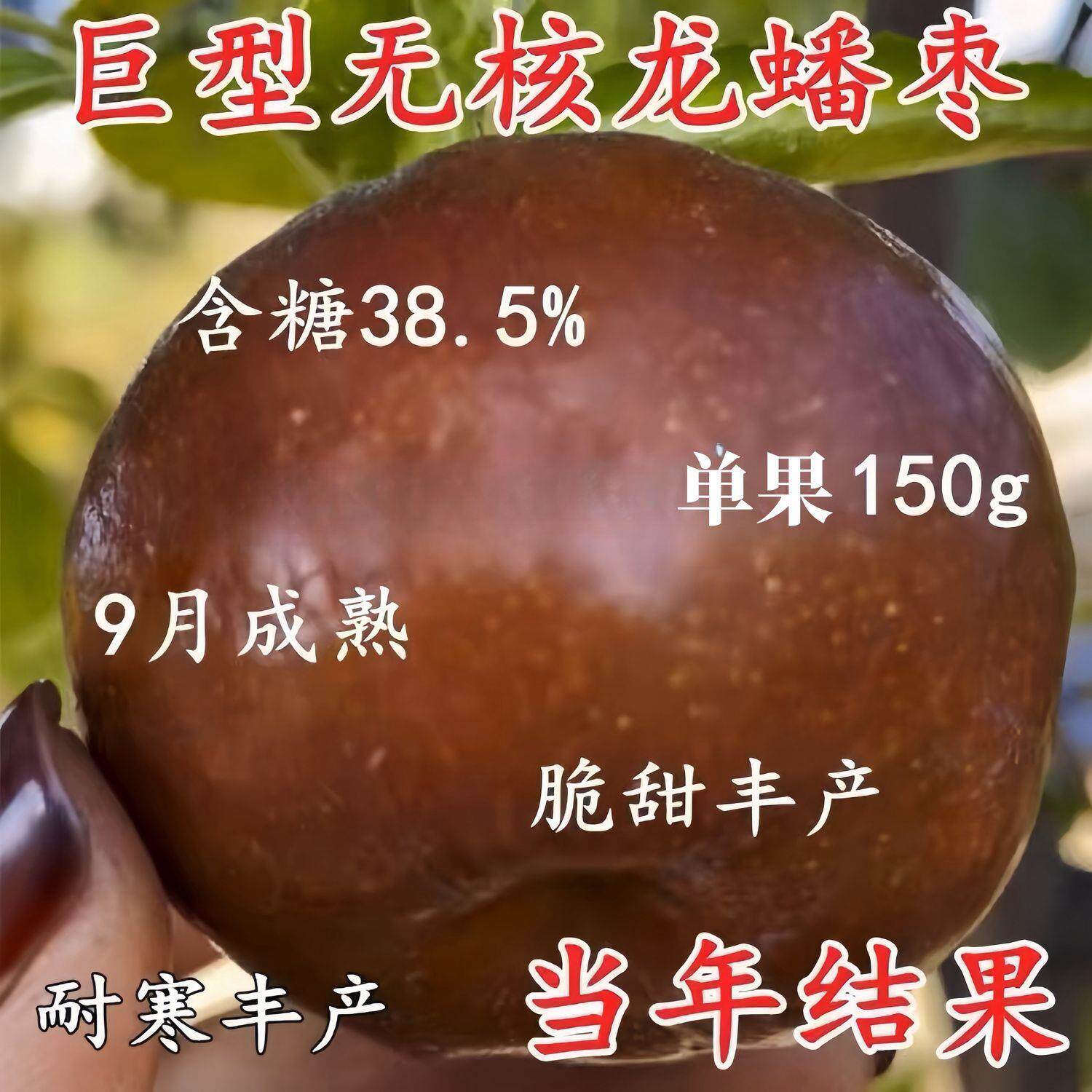 特大果无核龙蟠枣树苗嫁图片