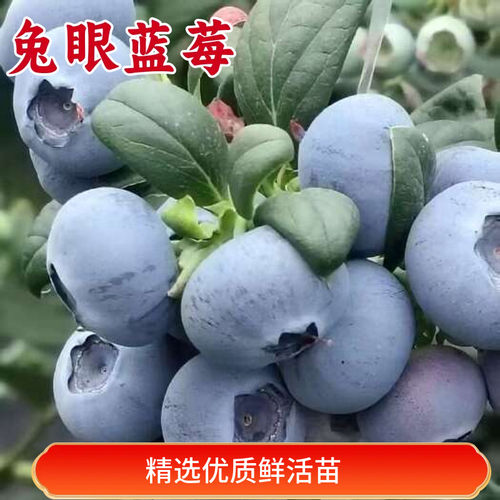 兔眼蓝莓苗特大号南方北