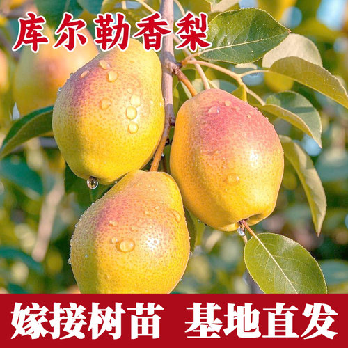 库尔勒香梨苗南北方庭院