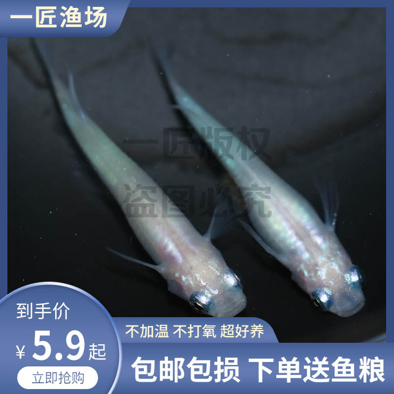 萤火虫观背青鳉小型观赏鱼不加温锦鳉新手好养宠物古法造景发光鱼