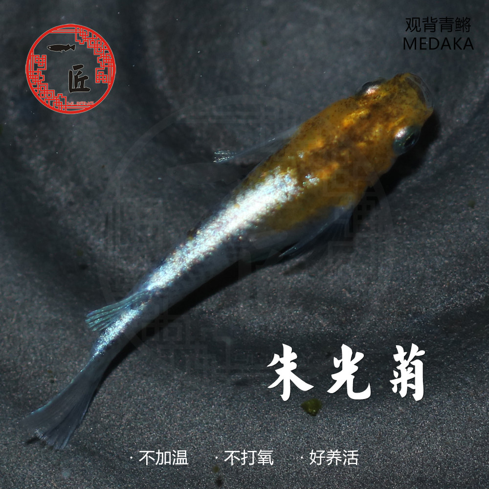 朱光菊萤火虫黄金百式真长鳍小野红帝观背青鳉玉玲珑LU04天照三色