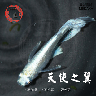 天使之翼观背青鳉干支长鳍小型观赏鱼不加温锦鳉超好看漂亮网红鱼