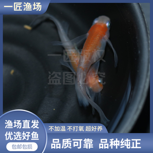 长鳍小町红白观背青鳉小型观赏鱼古法养鱼不加温不打氧四季可养