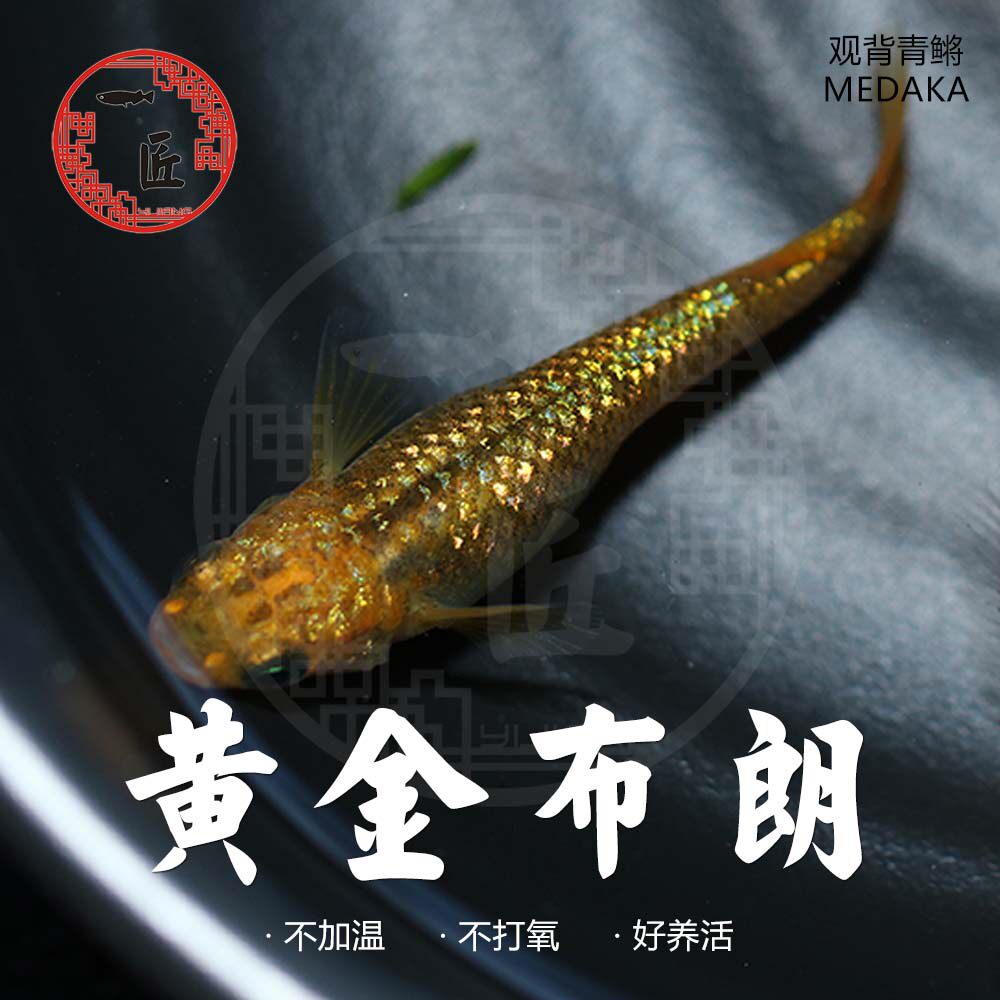 黄金布朗蓝宝石观背青鳉星光小型观赏鱼锦鳉懒人新手好养活体宠物