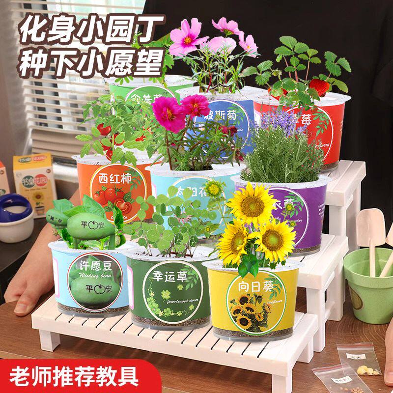 儿童种植小盆栽幼儿园种植种子植物生长发芽观察桌面绿植景观花盆