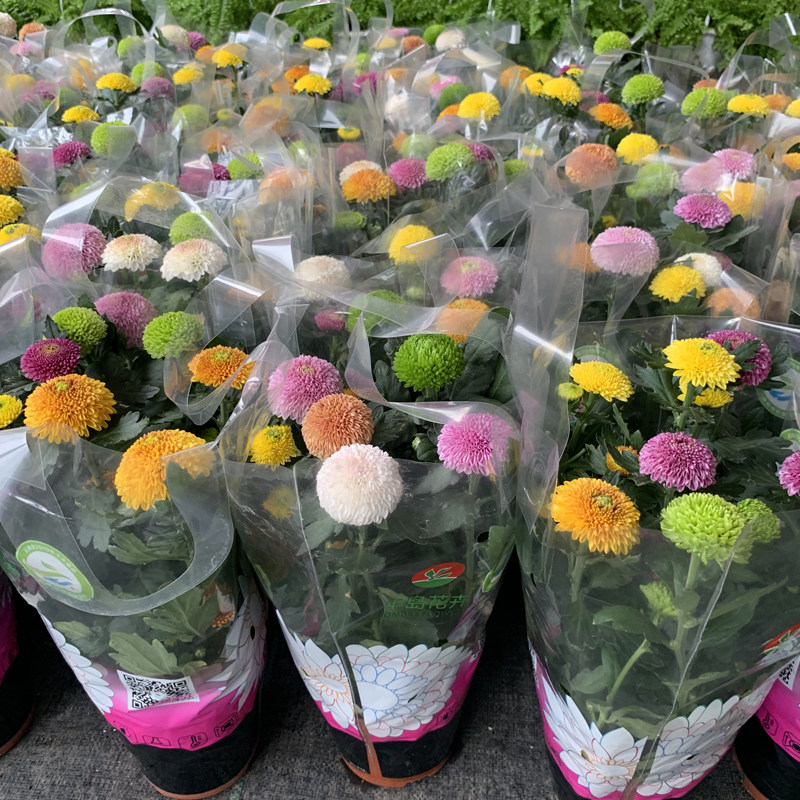 乒乓菊盆栽带花原土发货阳台好养重瓣七彩球菊花期长耐热耐寒多色