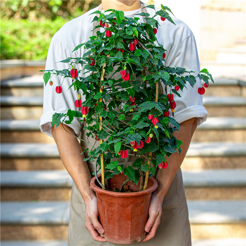 宫廷灯笼花蔓性风铃花盆栽带花苞阳台庭院藤本爬藤攀援植物四季开