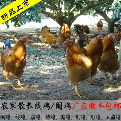 阉鸡线鸡农家放养土鸡白切鸡阉鸡登鸡太监鸡大公鸡宰后净重4斤