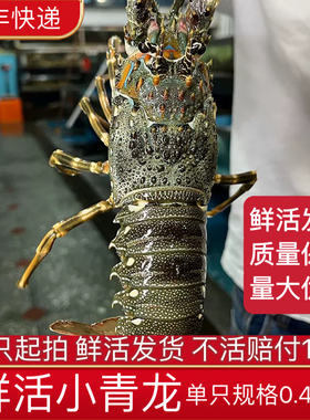 小青龙虾鲜活生猛大龙虾海鲜水产鲜活发货顺丰包活新鲜到家大龙虾