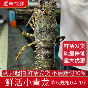 小青龙虾鲜活生猛大龙虾海鲜水产鲜活发货顺丰包活新鲜到家大龙虾