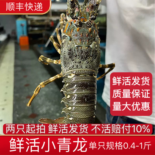 小青龙虾鲜活大龙虾新鲜顺丰包邮