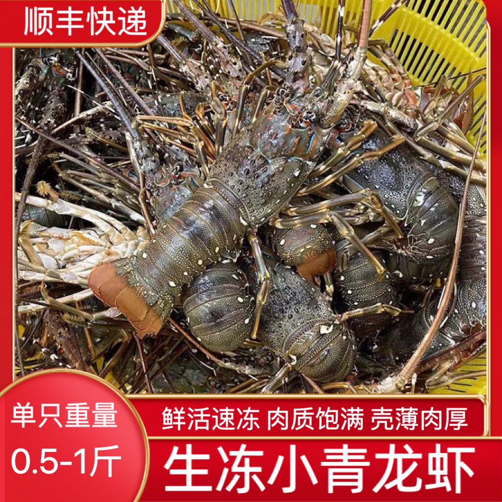 小青龙鲜活速冻小龙虾青龙虾仔水产青龙虾海鲜水产顺丰包邮