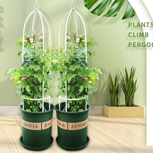 简易花架铁线莲攀爬柱形