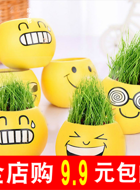 绿色盆栽办公仔室迷你花草种植物青苔苔藓鲜活柚子景儿童表层外易