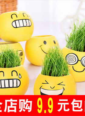 绿色盆栽办公仔室迷你花草种植物青苔苔藓鲜活柚子景儿童表层外易