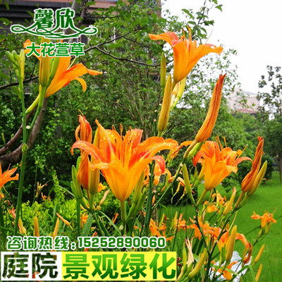 大花萱草 野生黄花菜苗 忘忧草无忧草庭院绿化多年生草本宿根花卉