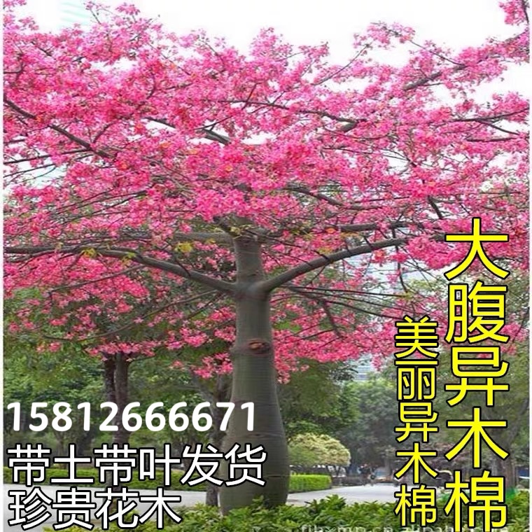 大腹酒瓶庭院小区种植美丽异木棉