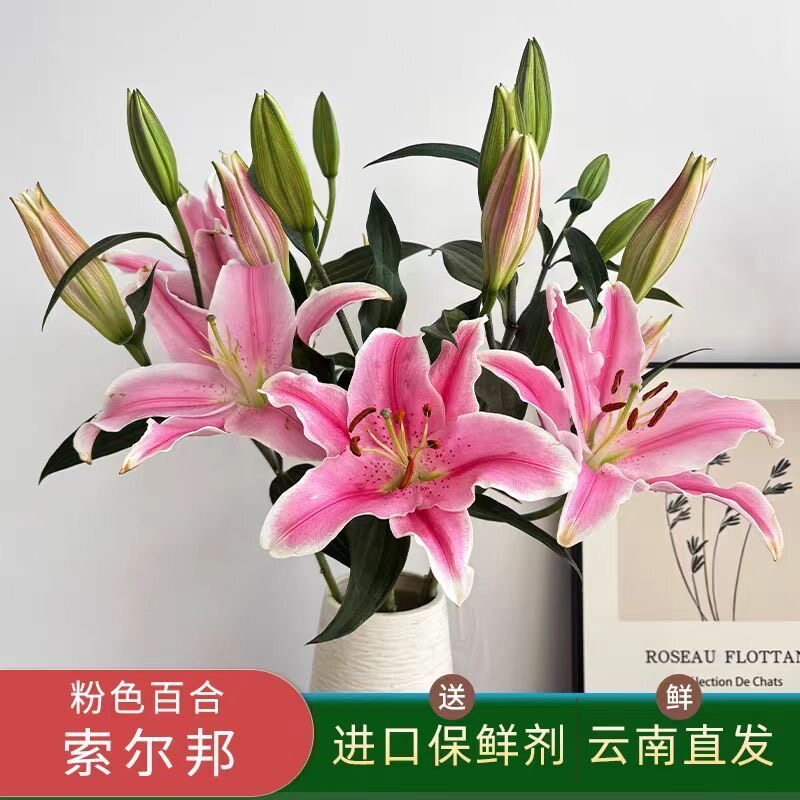 【云南香水百合鲜花】索尔邦粉色百合花多头百合花期长香味浓