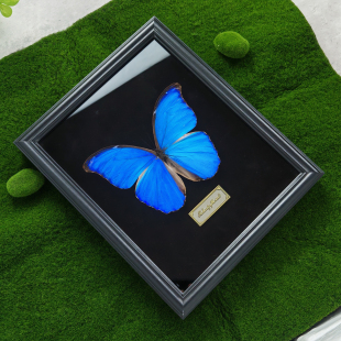 大蓝闪蝶真蝴蝶标本相框成品展示框昆虫罕见蓝色情侣生日节礼物